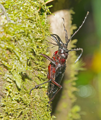 Psalidognathus modestus