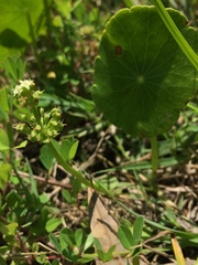 Hydrocotyle tribotrys