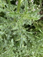 Cirsium arvense