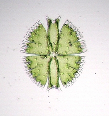Micrasterias compereana