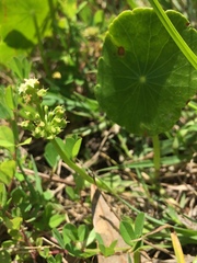 Hydrocotyle tribotrys