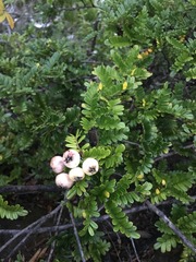 Osteomeles anthyllidifolia