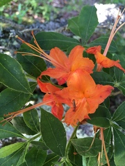 Rhododendron calendulaceum