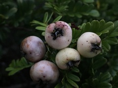 Osteomeles anthyllidifolia