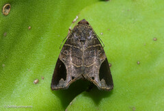 Closteromorpha reniplaga