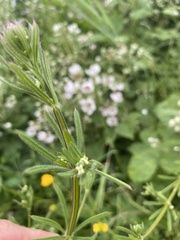 Galium aparine
