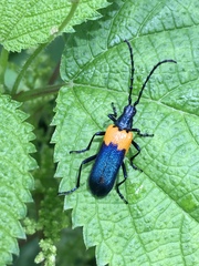 Desmocerus palliatus