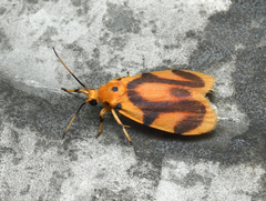 Gaudeator paidicus
