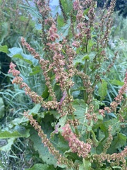 Rumex obtusifolius