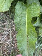 Rumex obtusifolius