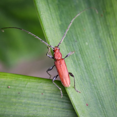 Allotraeus orientalis
