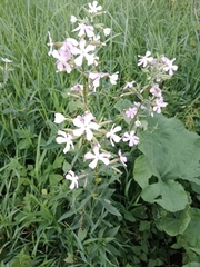 Saponaria officinalis