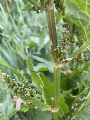 Rumex obtusifolius