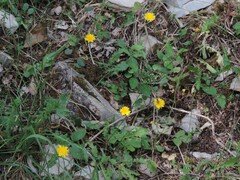 Crepis leontodontoides
