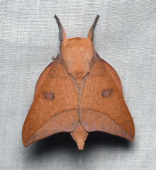 Adeloneivaia subangulata