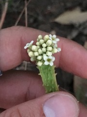 Citharexylum caudatum