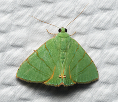 Eulepidotis viridissima
