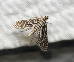 Aulacodes traversalis