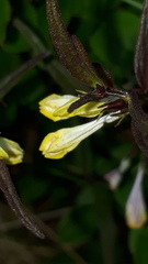 Melampyrum pratense commutatum
