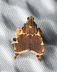 Parachma rufoflavalis