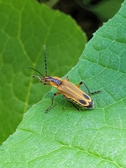 Chauliognathus marginatus