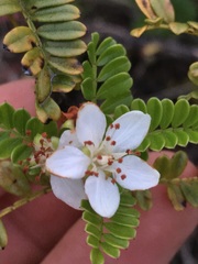Osteomeles anthyllidifolia