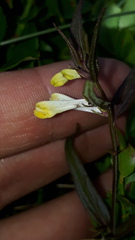 Melampyrum pratense commutatum