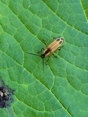 Chauliognathus marginatus