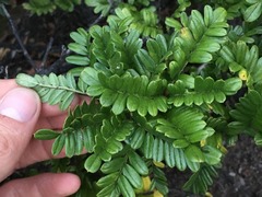 Osteomeles anthyllidifolia