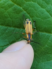 Chauliognathus marginatus