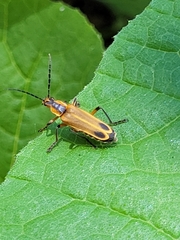Chauliognathus marginatus