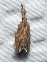 Dolichesia falsimonia