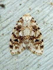 Clemensia ochreata