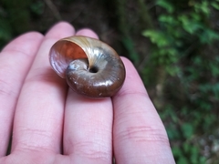 Schistophallus imperator