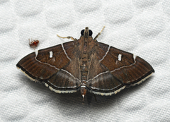 Lamprosema dorisalis