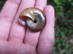 Schistophallus imperator