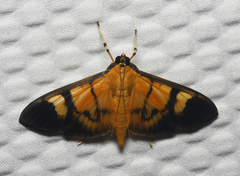 Phostria dohrnii