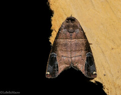 Closteromorpha modesta