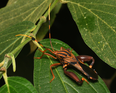 Spathophora biclavata