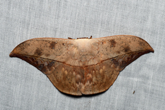 Oxytenis modestia