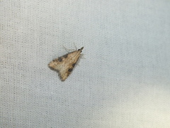 Udea costalis