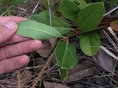 Citharexylum caudatum