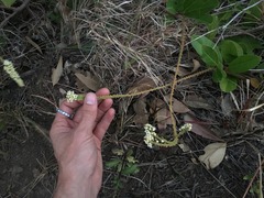 Citharexylum caudatum