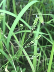 Verbena montevidensis
