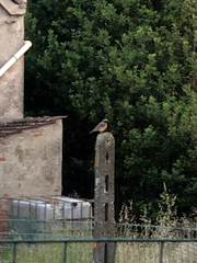 Phoenicurus phoenicurus