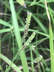Verbena montevidensis