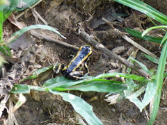 Dendrobates truncatus