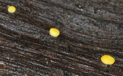 Trichoderma victoriense