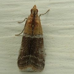 Moodna pallidostrinella