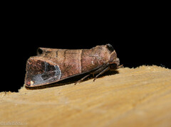 Closteromorpha modesta